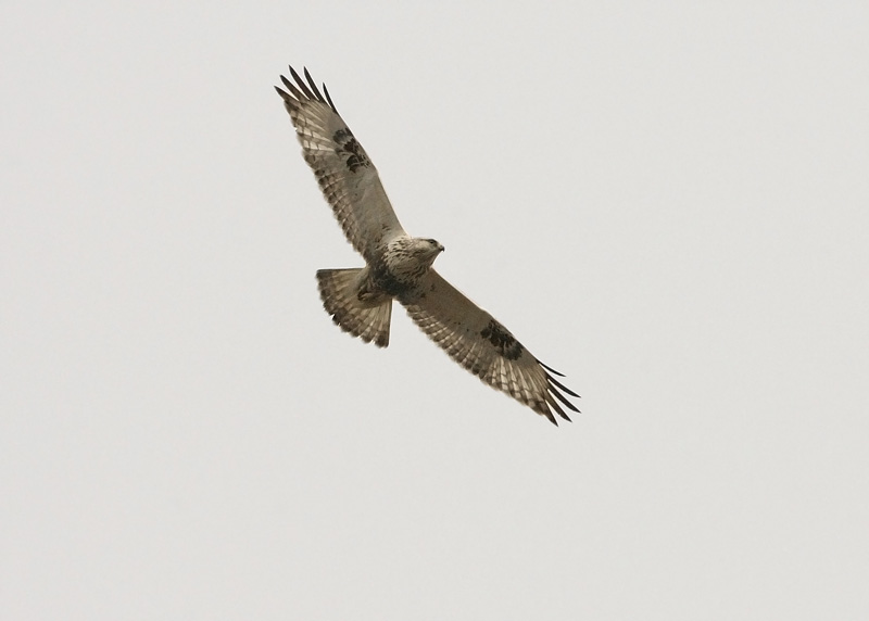 Piekana Rough-legged Buzzard (Buteo lagopus)