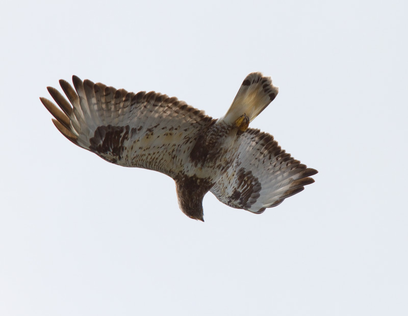 Piekana Rough-legged Buzzard (Buteo lagopus)