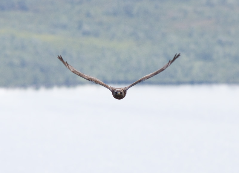Piekana Rough-legged Buzzard (Buteo lagopus)