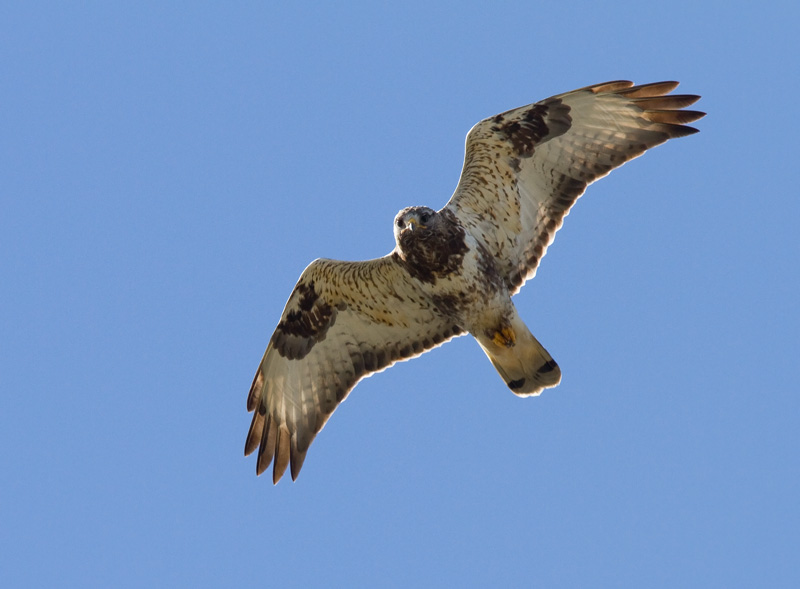 Piekana Rough-legged Buzzard (Buteo lagopus)