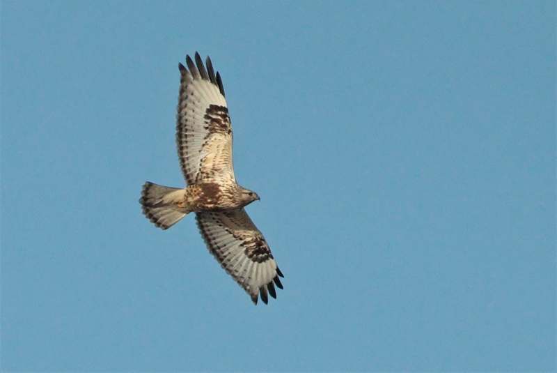 Piekana Rough-legged Buzzard (Buteo lagopus)