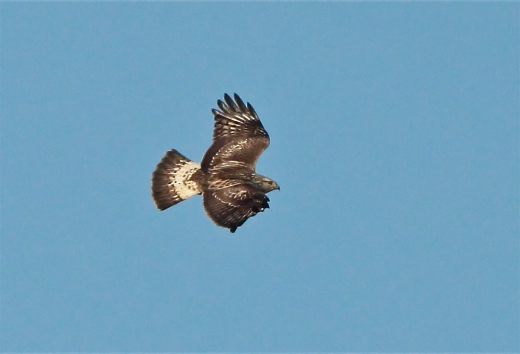 Piekana Rough-legged Buzzard (Buteo lagopus)