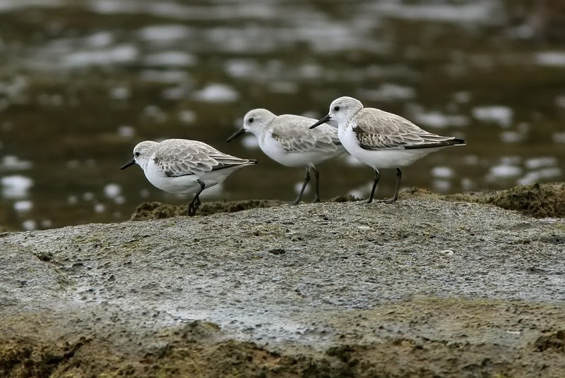 Pulmussirri Calidris alba