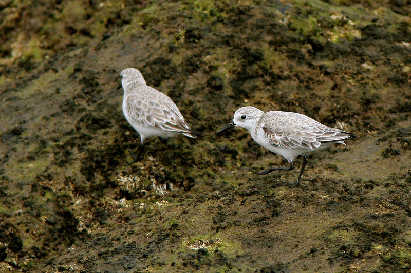 Pulmussirri Calidris alba
