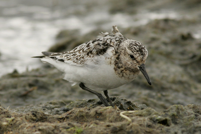Pulmussirri (Calidris alba)