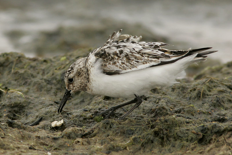 Pulmussirri (Calidris alba)