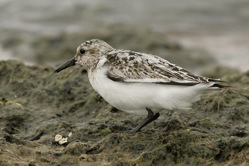 Pulmussirri (Calidris alba)
