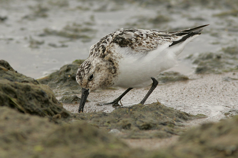 Pulmussirri (Calidris alba)