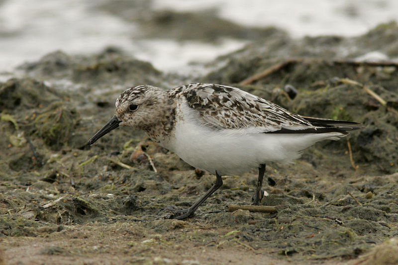 Pulmussirri (Calidris alba)