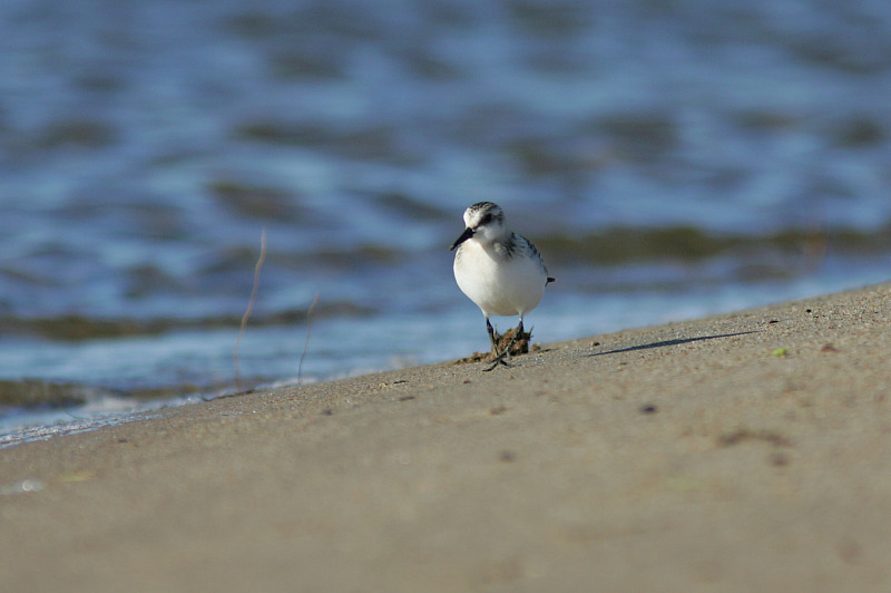 Pulmussirri (Calidris alba)