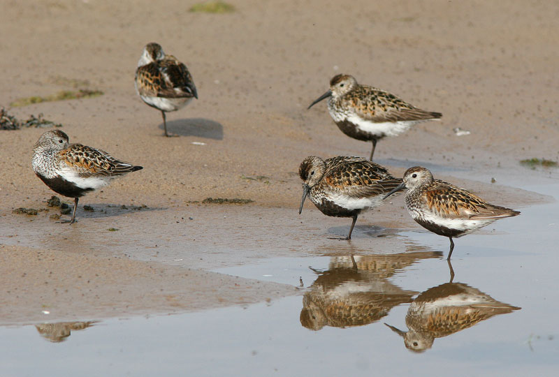 Suosirri, Dunlin (Calidris alpina)