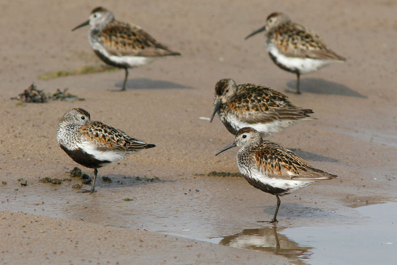 Suosirri, Dunlin (Calidris alpina)