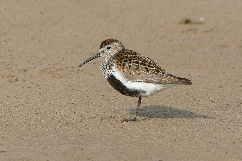 Suosirri, Dunlin (Calidris alpina)