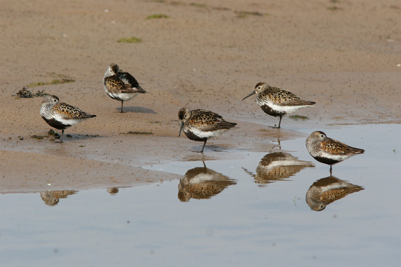 Suosirri, Dunlin (Calidris alpina)