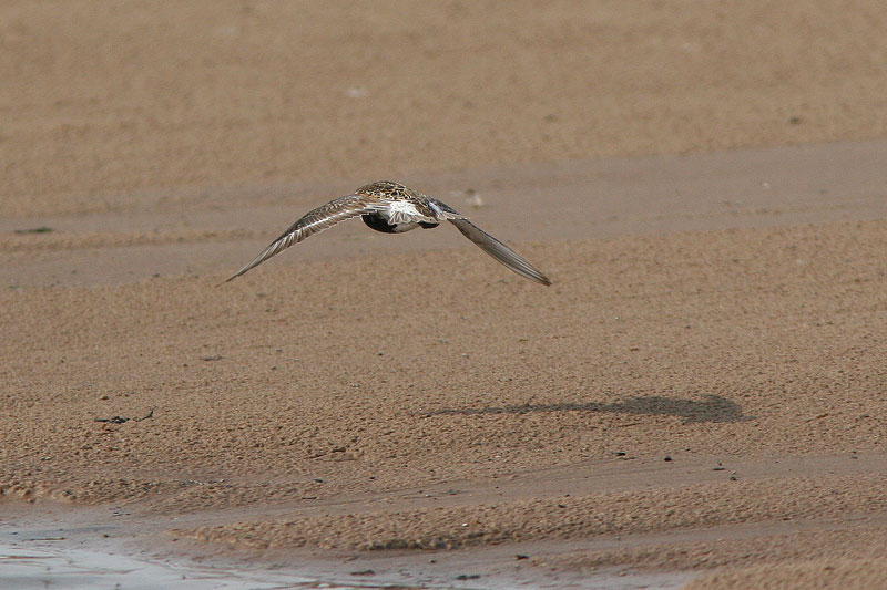 Suosirri, Dunlin (Calidris alpina)