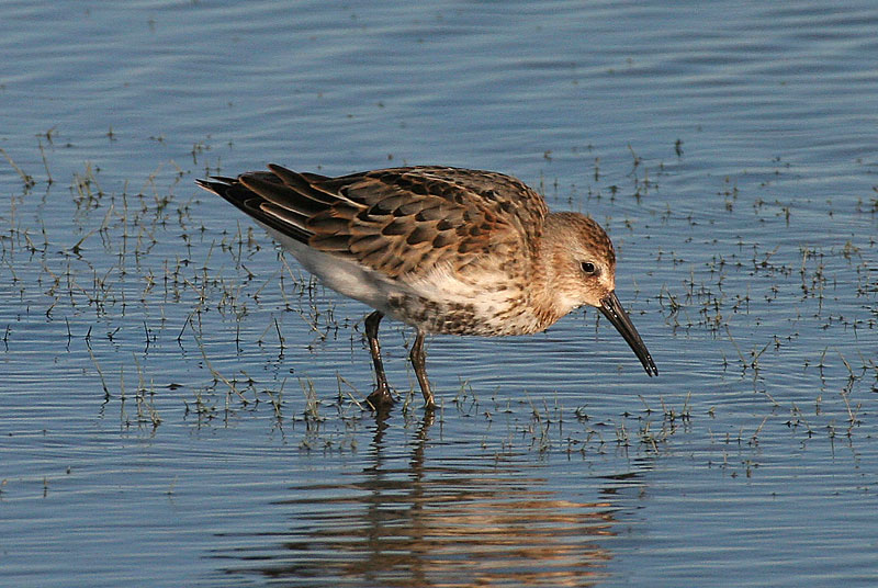 Suosirri, Dunlin (Calidris alpina)