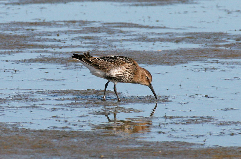 Suosirri, Dunlin (Calidris alpina)