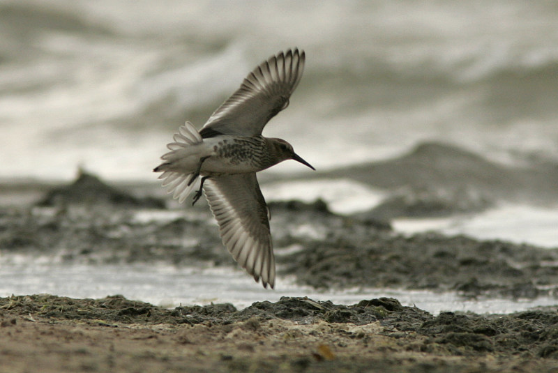 Suosirri, Dunlin (Calidris alpina)