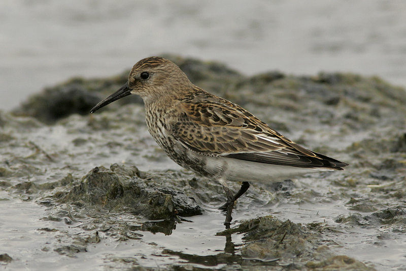 Suosirri, Dunlin (Calidris alpina)