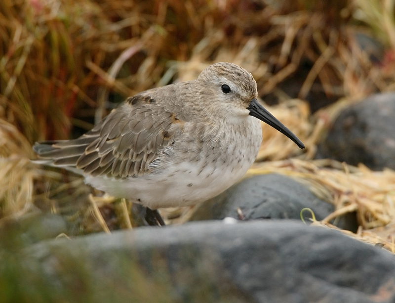 Suosirri, Dunlin (Calidris alpina)