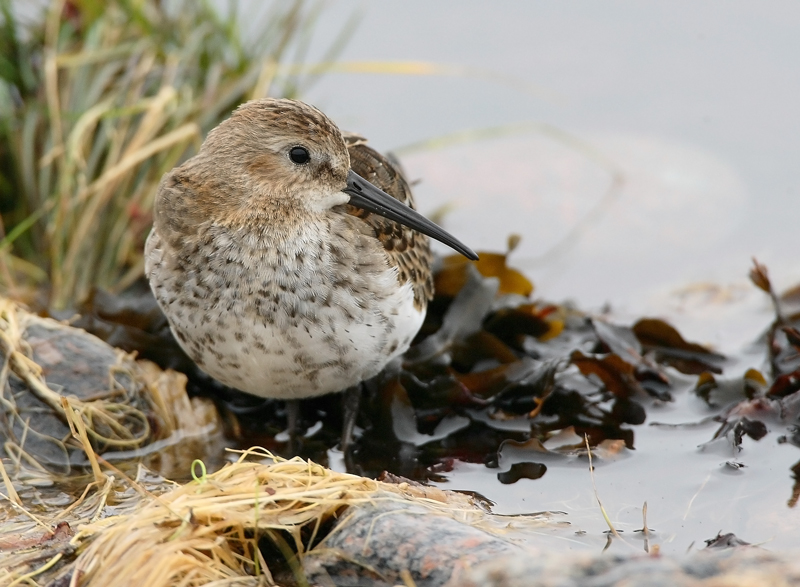Suosirri, Dunlin (Calidris alpina)