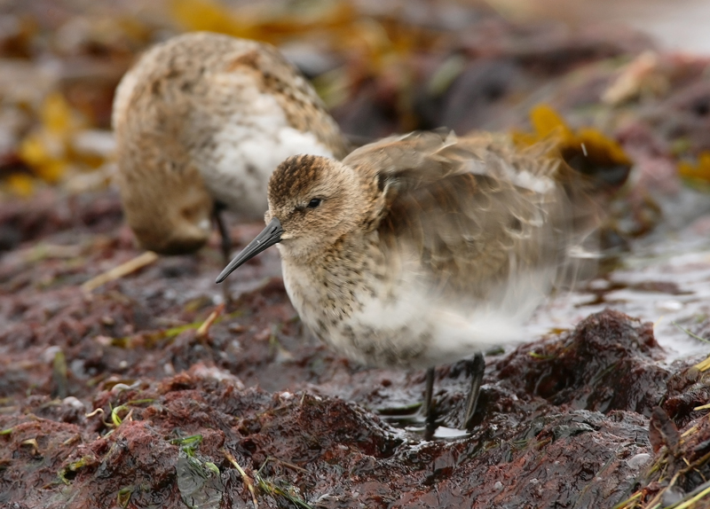 Suosirri, Dunlin (Calidris alpina)