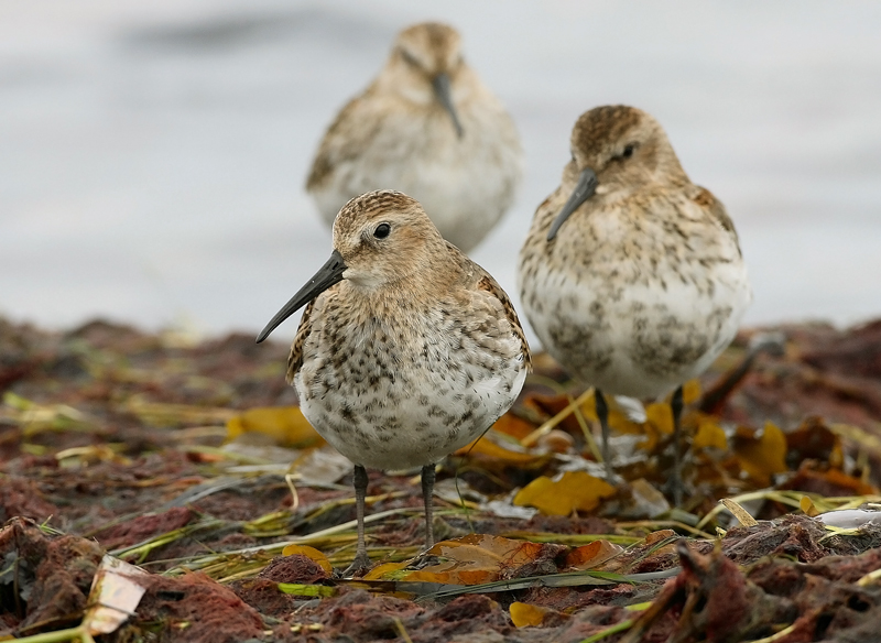 Suosirri, Dunlin (Calidris alpina)