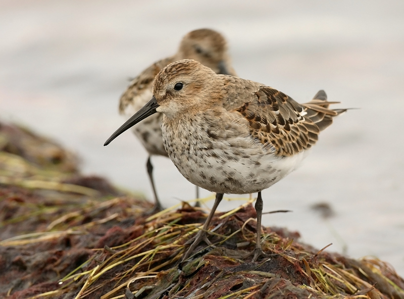 Suosirri, Dunlin (Calidris alpina)