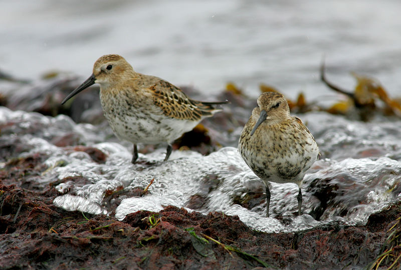 Suosirri, Dunlin (Calidris alpina)