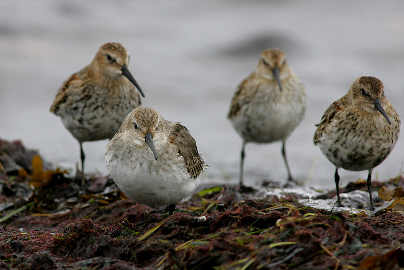 Suosirri, Dunlin (Calidris alpina)