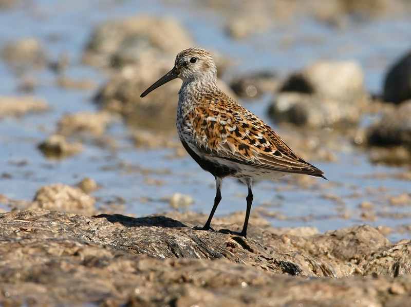 Suosirri, Dunlin (Calidris alpina)