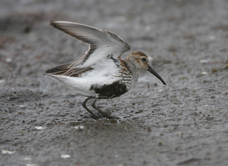 Suosirri, Dunlin (Calidris alpina)