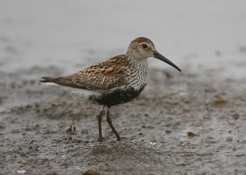 Suosirri, Dunlin (Calidris alpina)