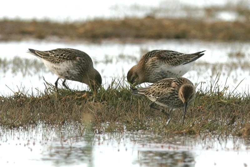 Suosirri, Dunlin (Calidris alpina)
