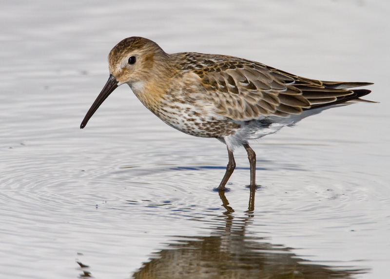 Suosirri, Dunlin (Calidris alpina)
