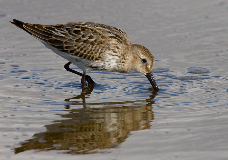 Suosirri, Dunlin (Calidris alpina)