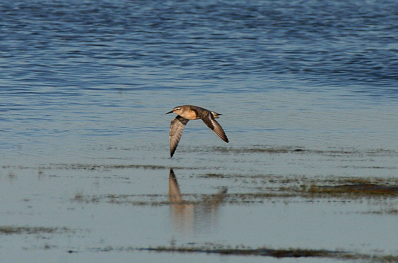 Isosirri Calidris canutus