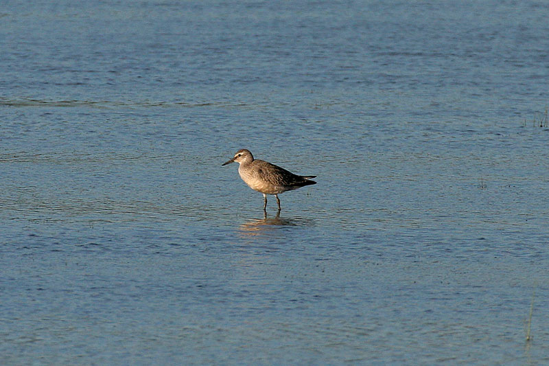 Isosirri Calidris canutus