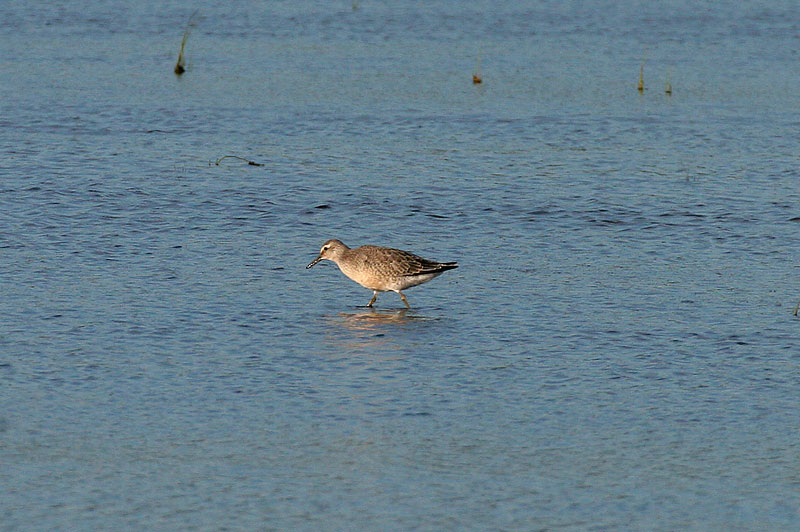 Isosirri Calidris canutus