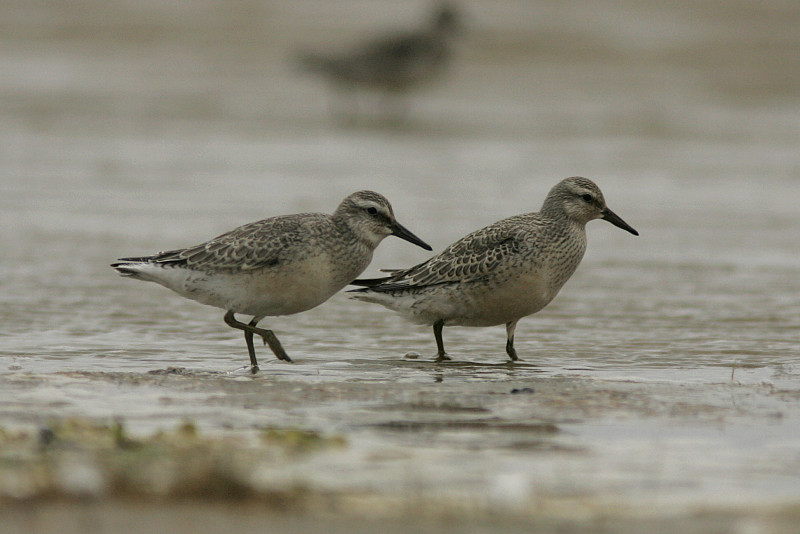 Isosirri Calidris canutus