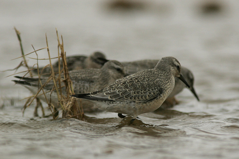 Isosirri Calidris canutus