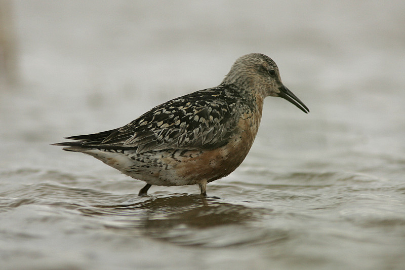 Isosirri Calidris canutus