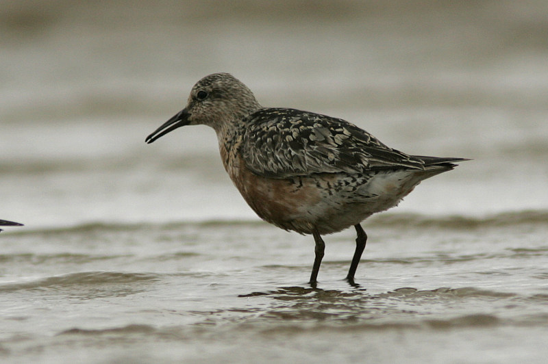 Isosirri Calidris canutus