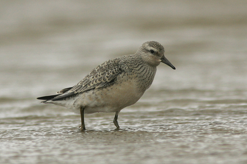 Isosirri Calidris canutus
