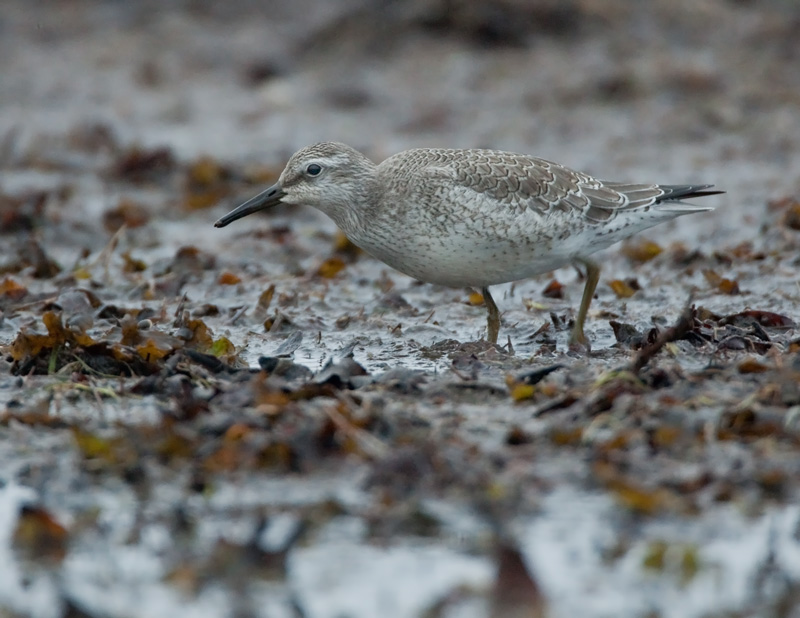 Isosirri Calidris canutus