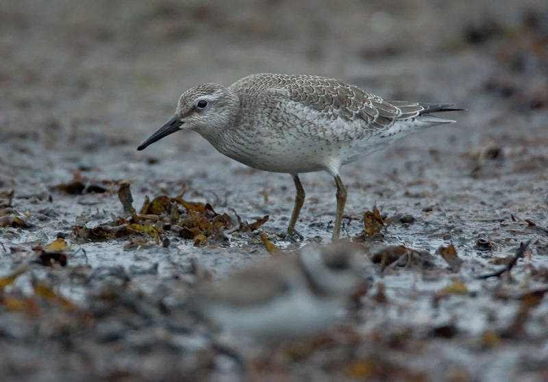 Isosirri Calidris canutus