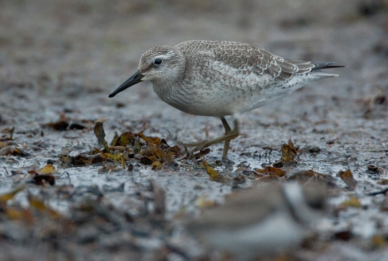 Isosirri Calidris canutus