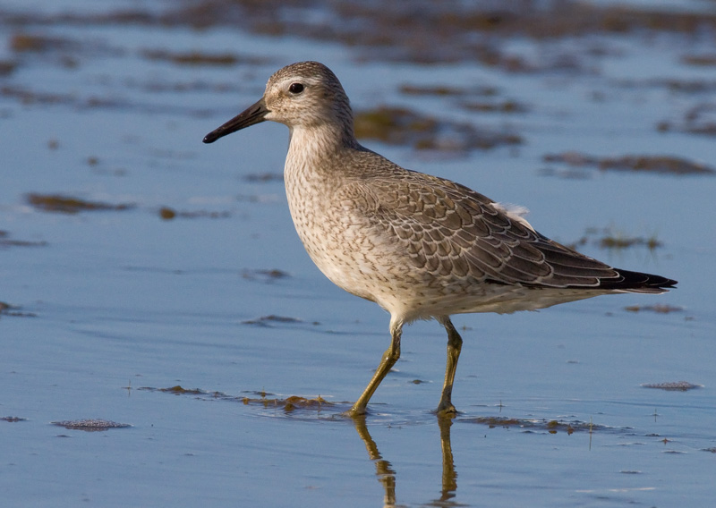 Isosirri Calidris canutus
