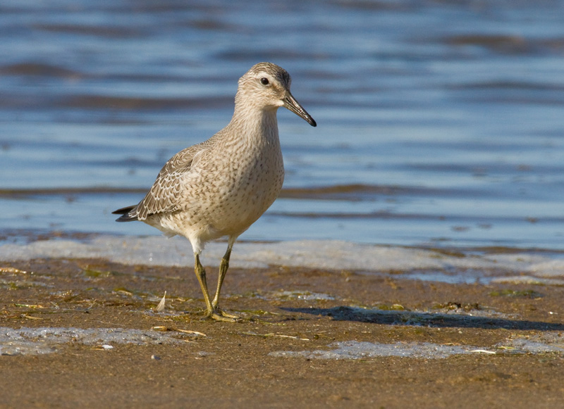 Isosirri Calidris canutus