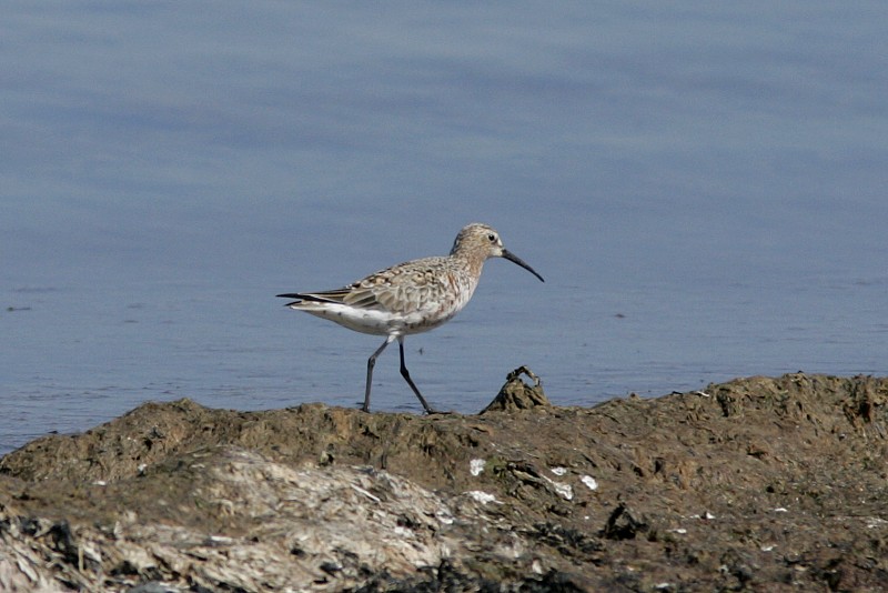 Kuovisirri Calidris ferruginea
